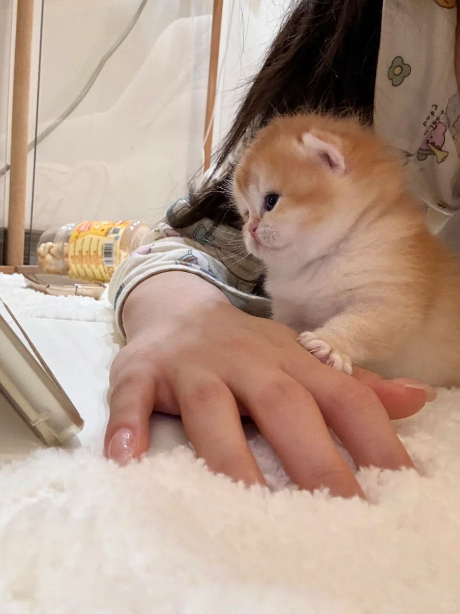 cutest cats tweet media