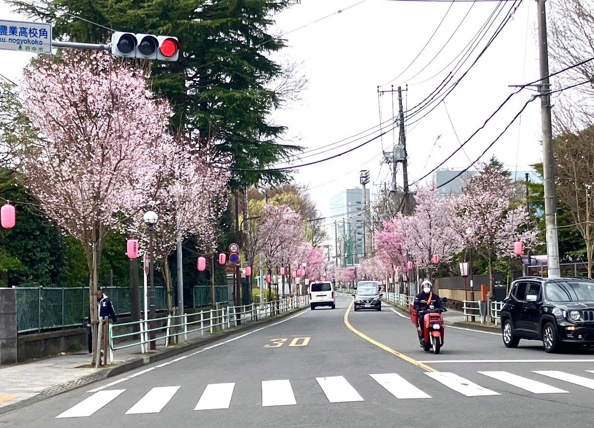 府中の桜並木、先週水曜日はポツポツ咲いてるだけだったのに、今日行ったら一気に見頃‼️ニュース通り、今年は開花が早い感覚。