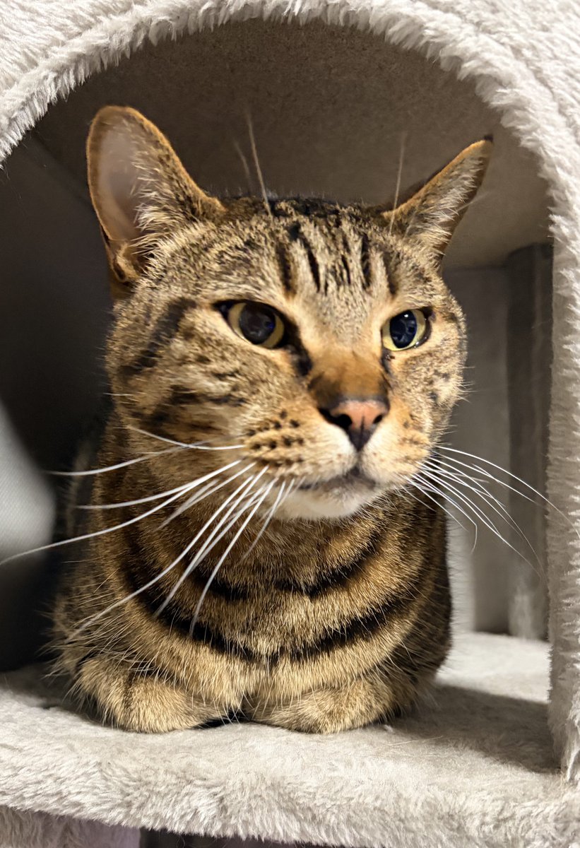 ねこちあ tweet media