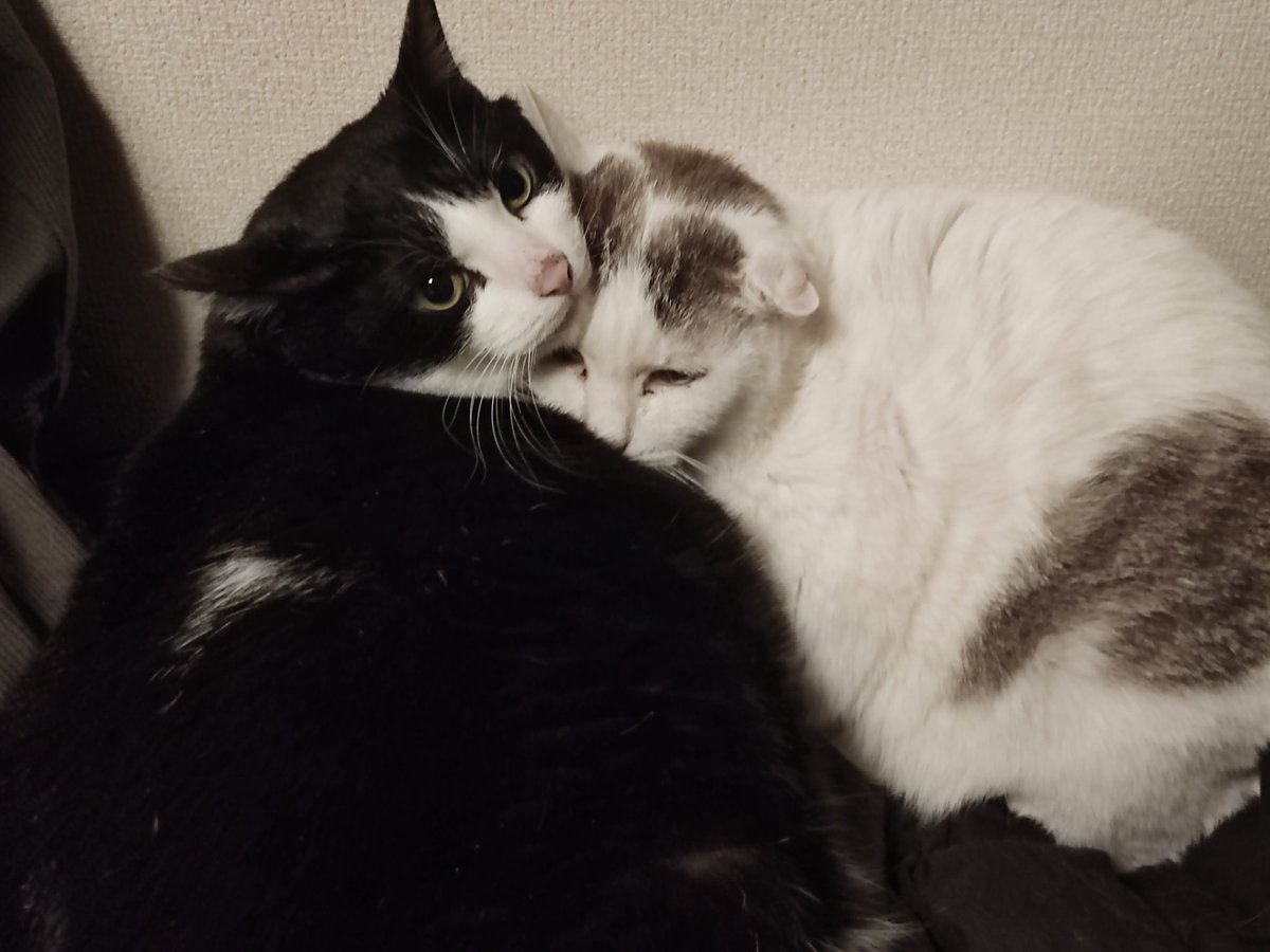 Queer+s 3/21(土)虹色交流会 28(土)しじみカフェ tweet media