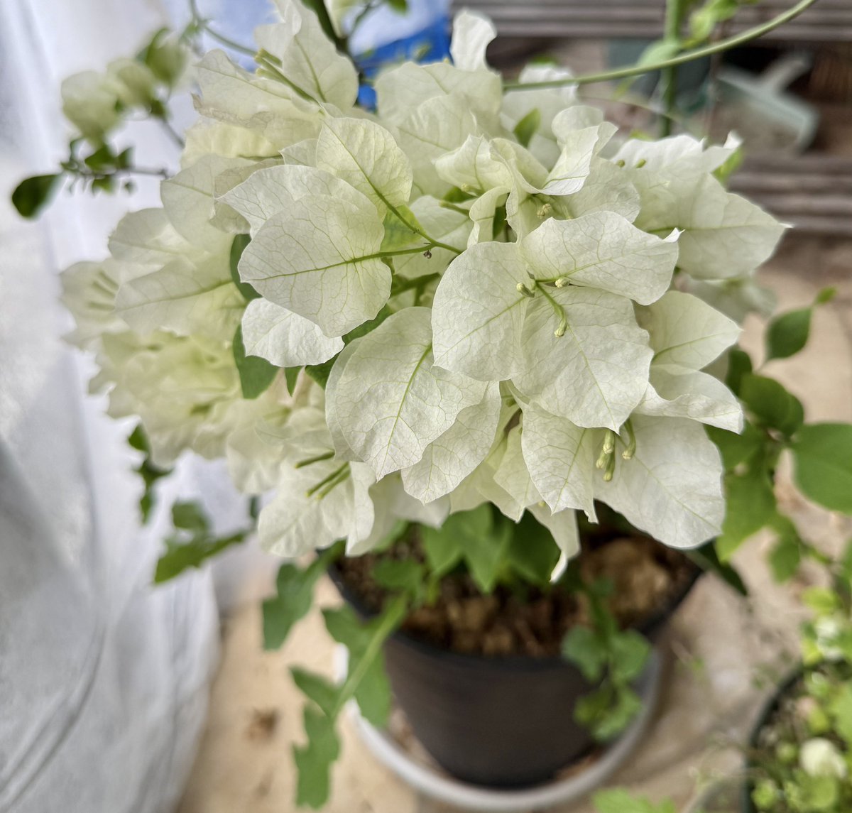 果樹栽培が大好き tweet media