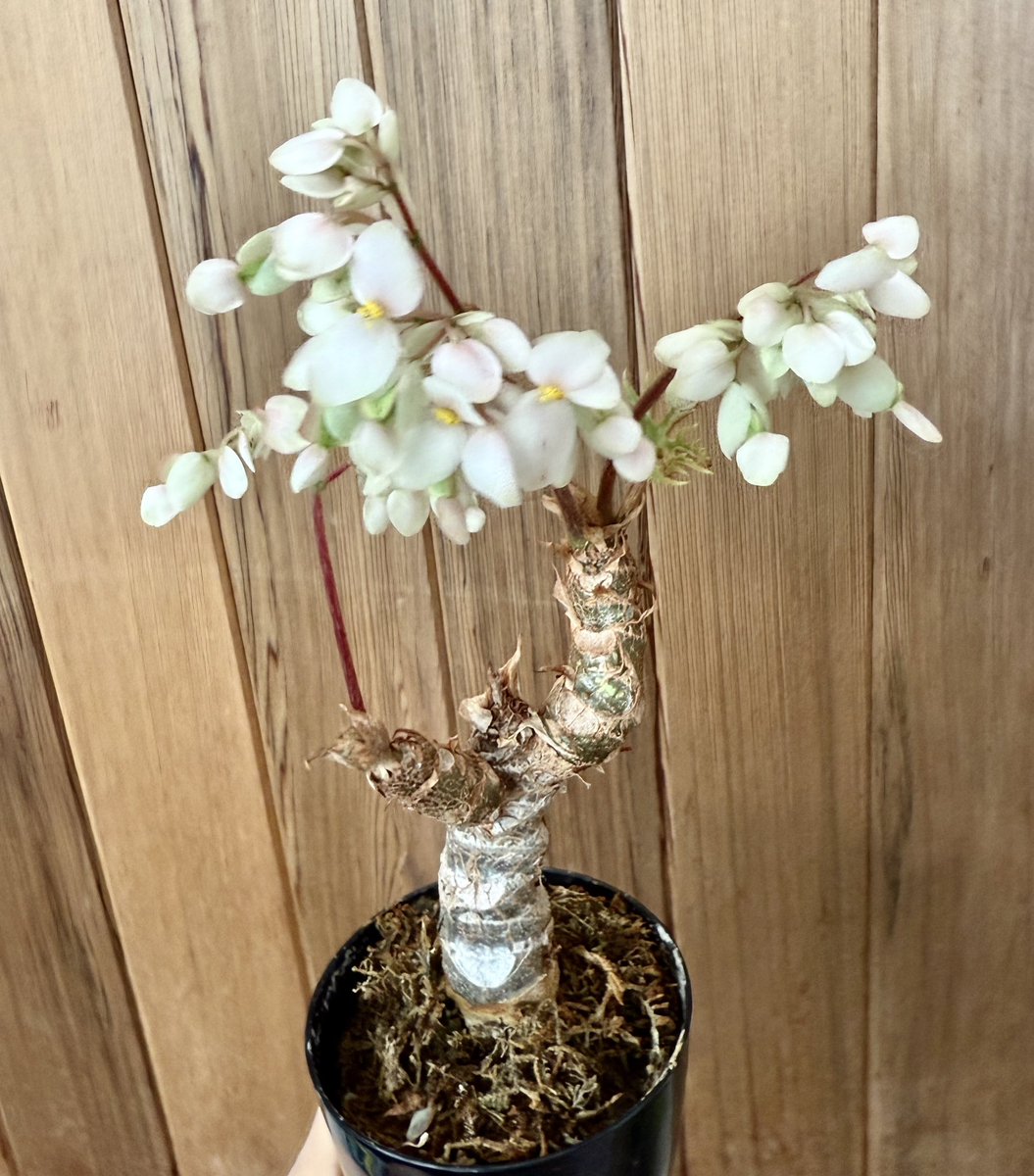 果樹栽培が大好き tweet media