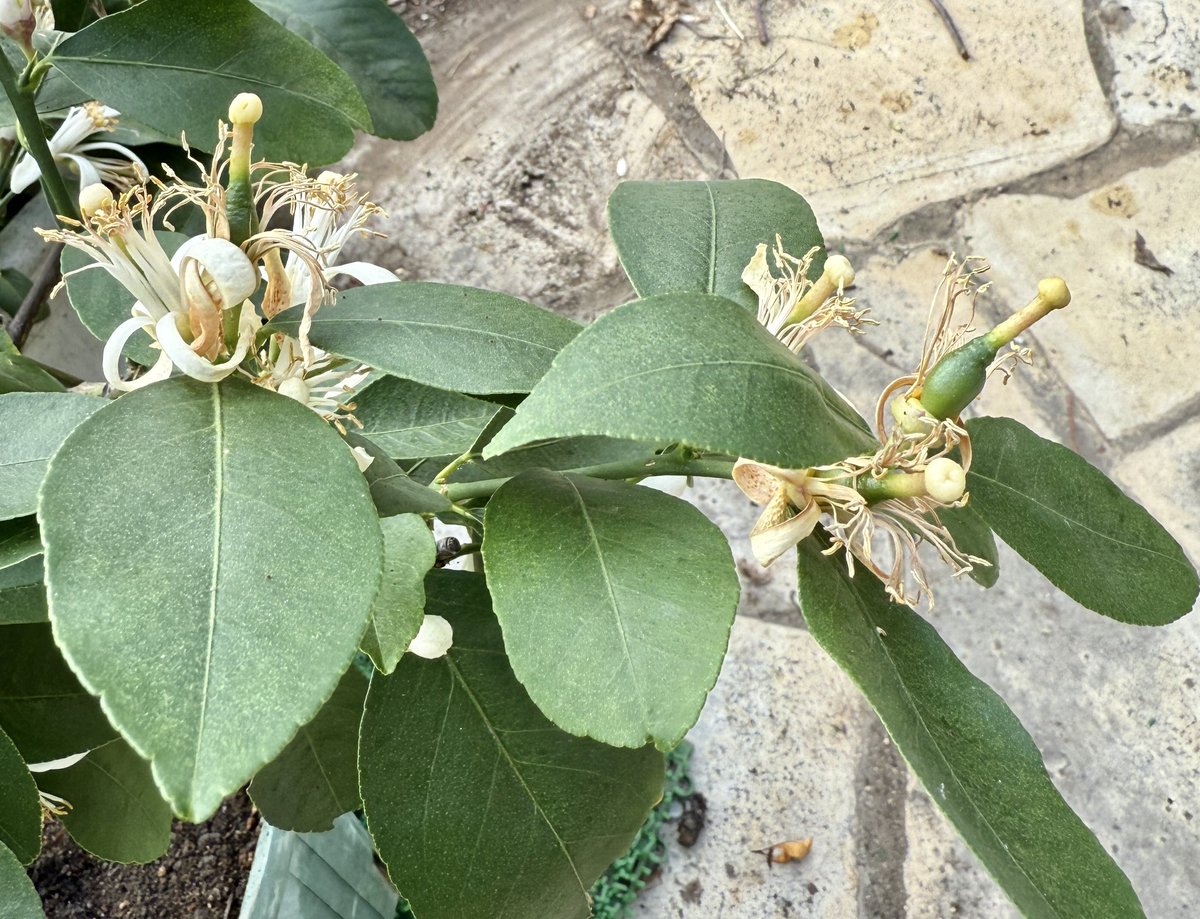 果樹栽培が大好き tweet media