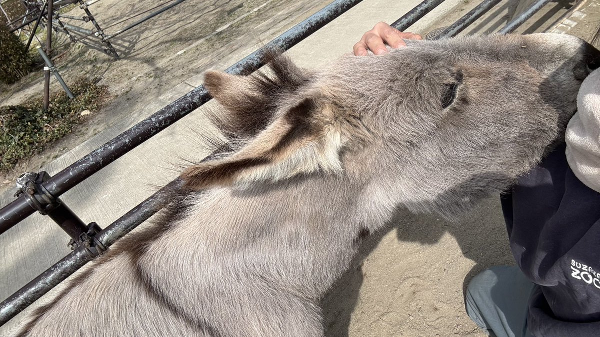 須坂市動物園【公式】 tweet media