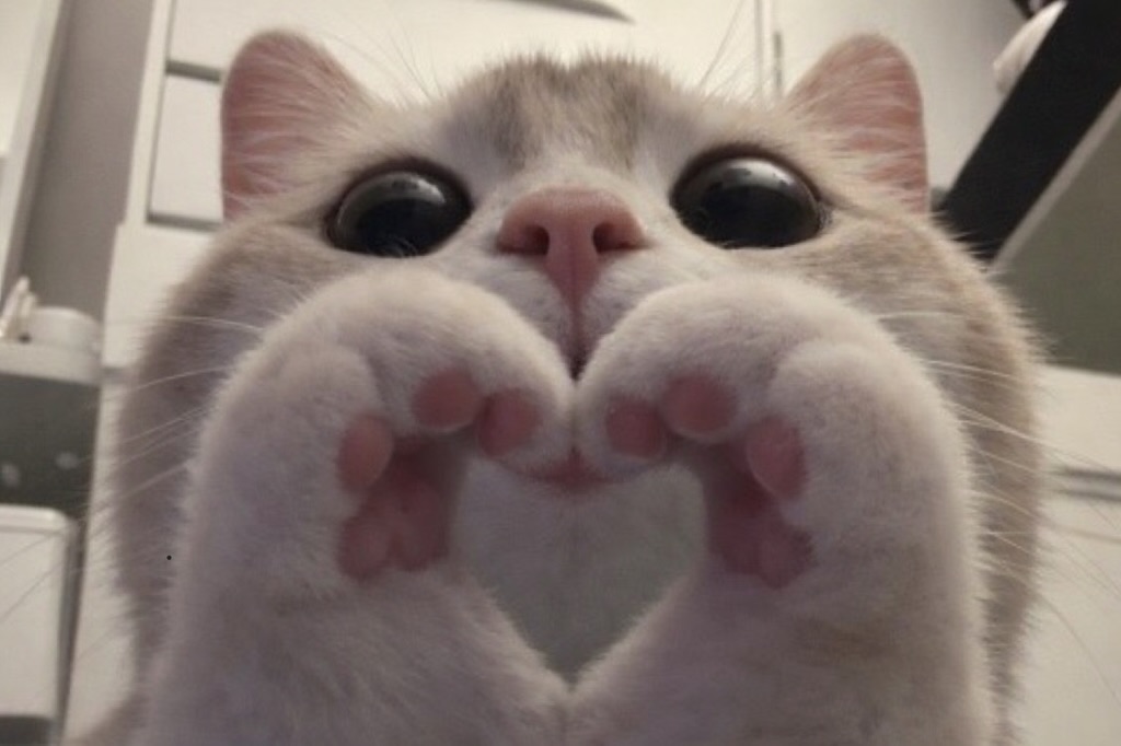 cutest cats tweet media