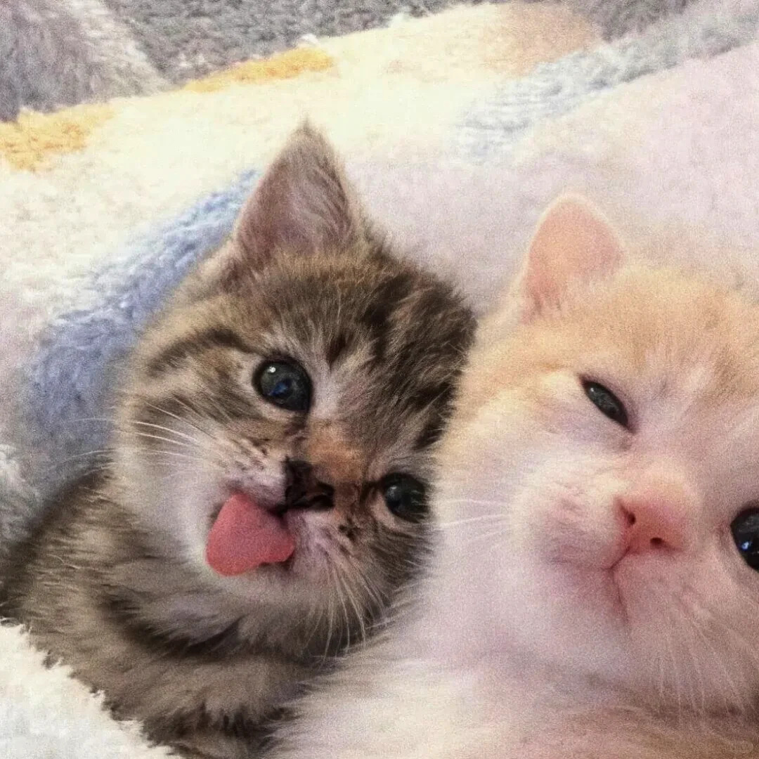 cutest cats tweet media