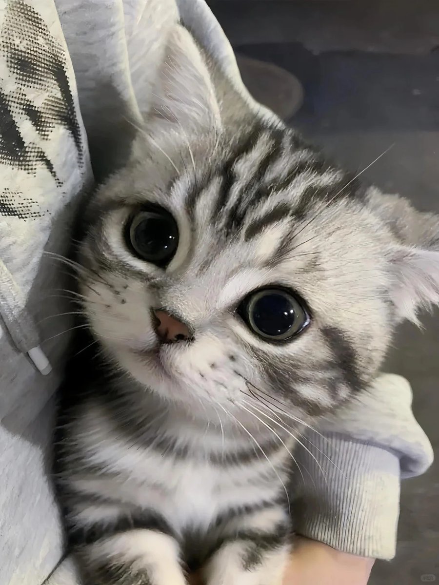 cutest cats tweet media