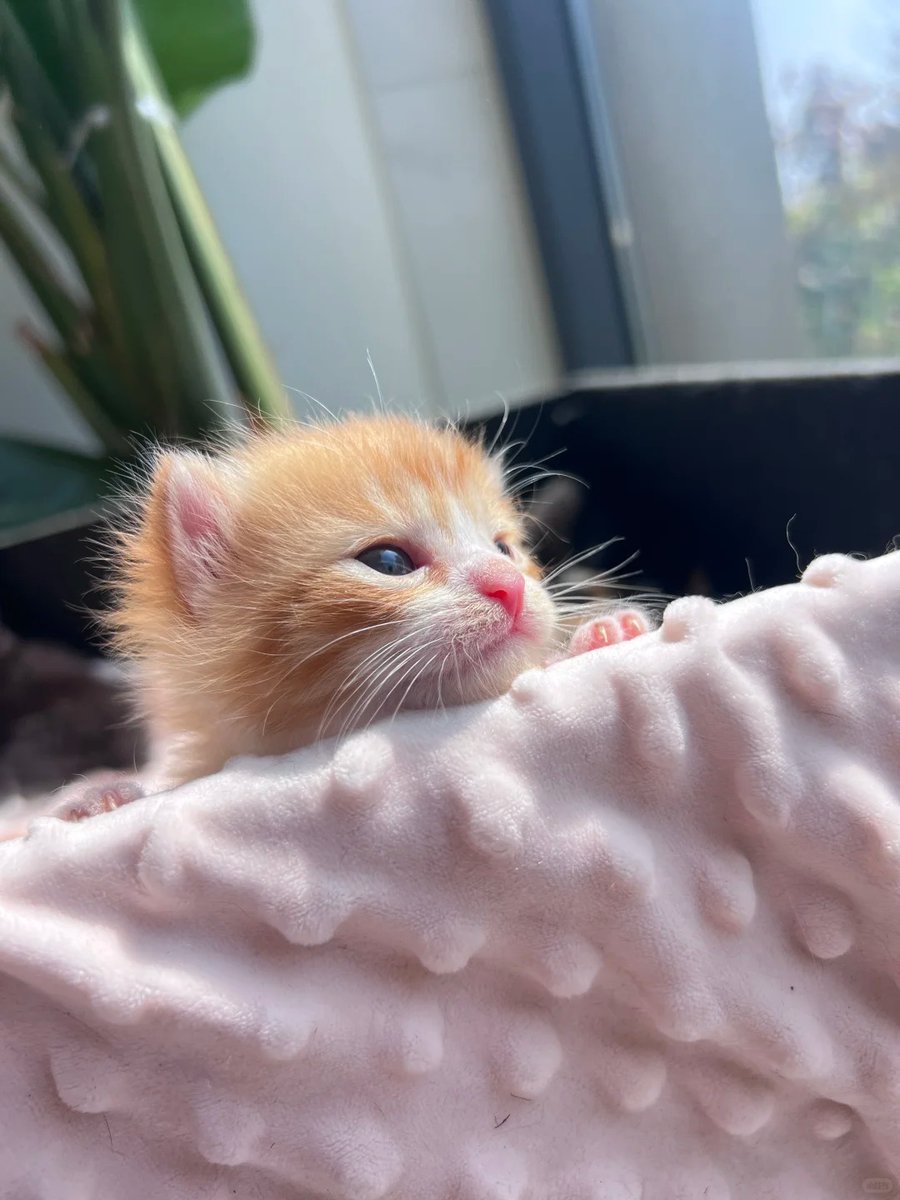 cutest cats tweet media