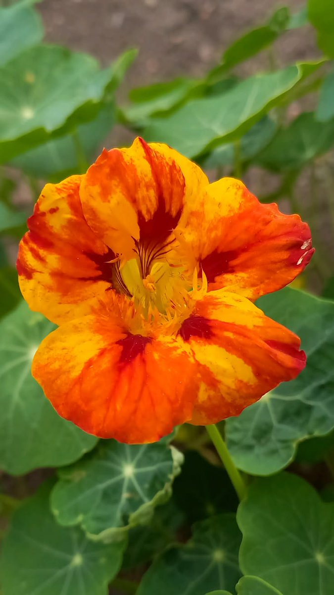 Nature Pathway tweet media