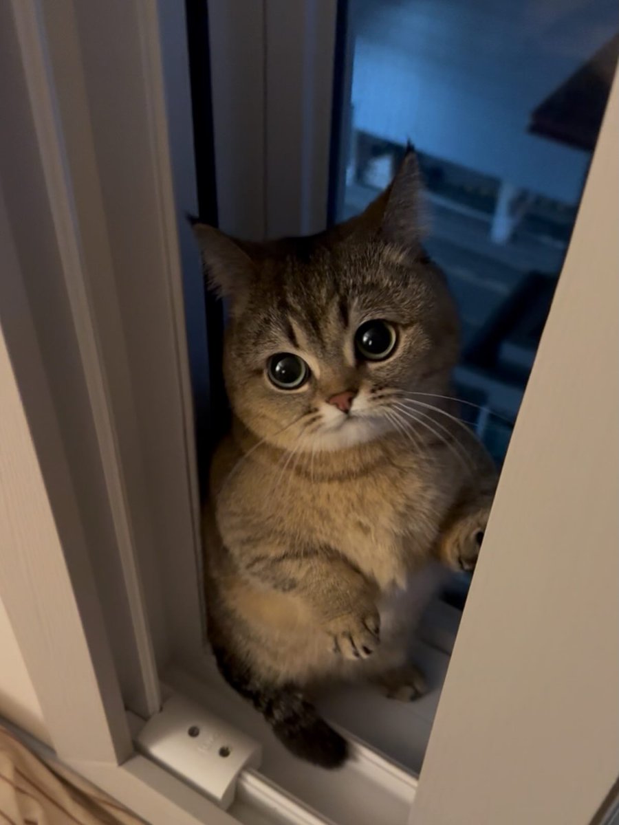 cutest cats tweet media