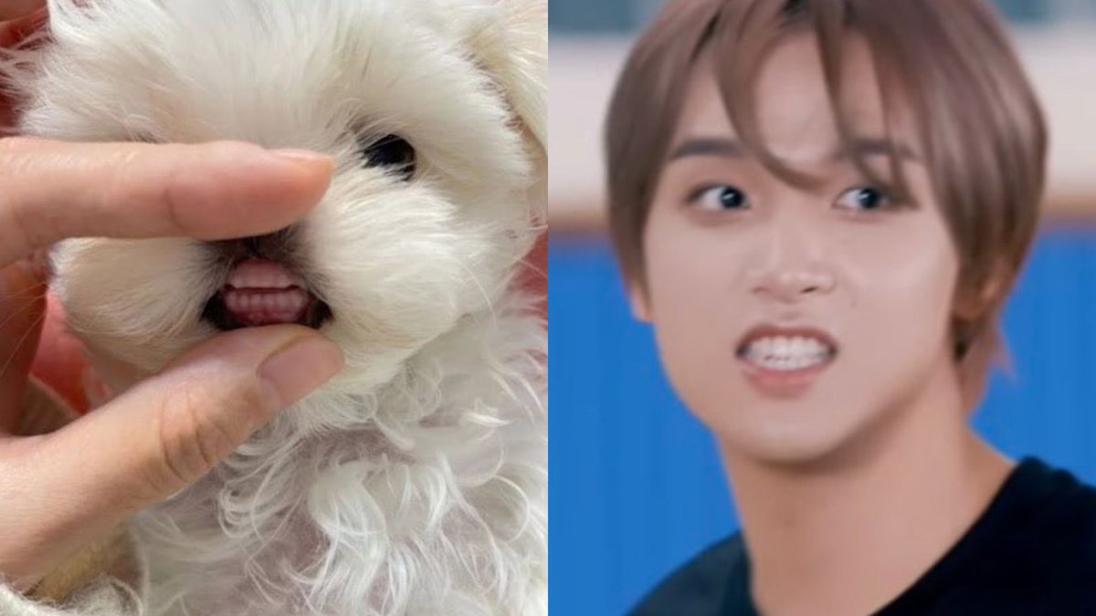 ㅂiㅂ! tweet media