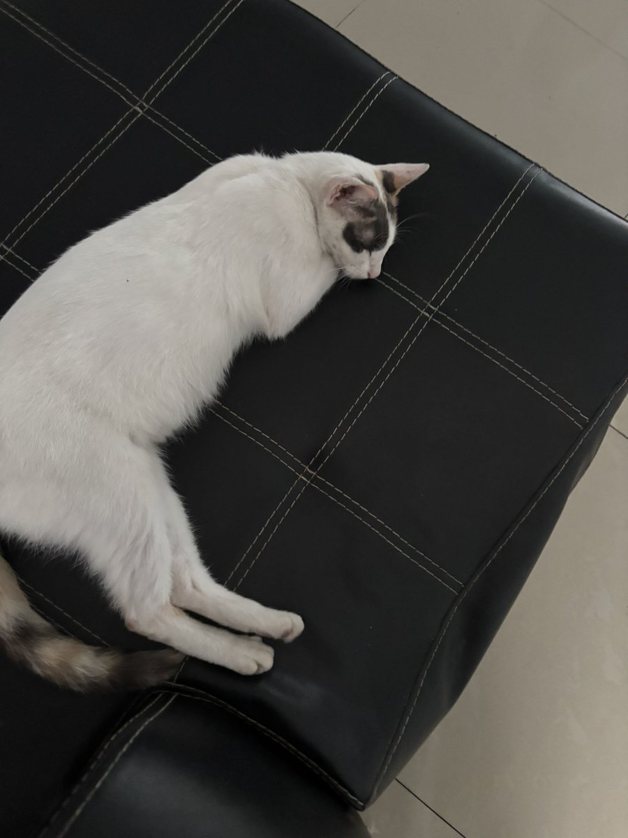 dulcinha tweet media