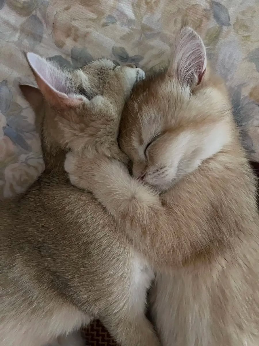 cutest cats tweet media