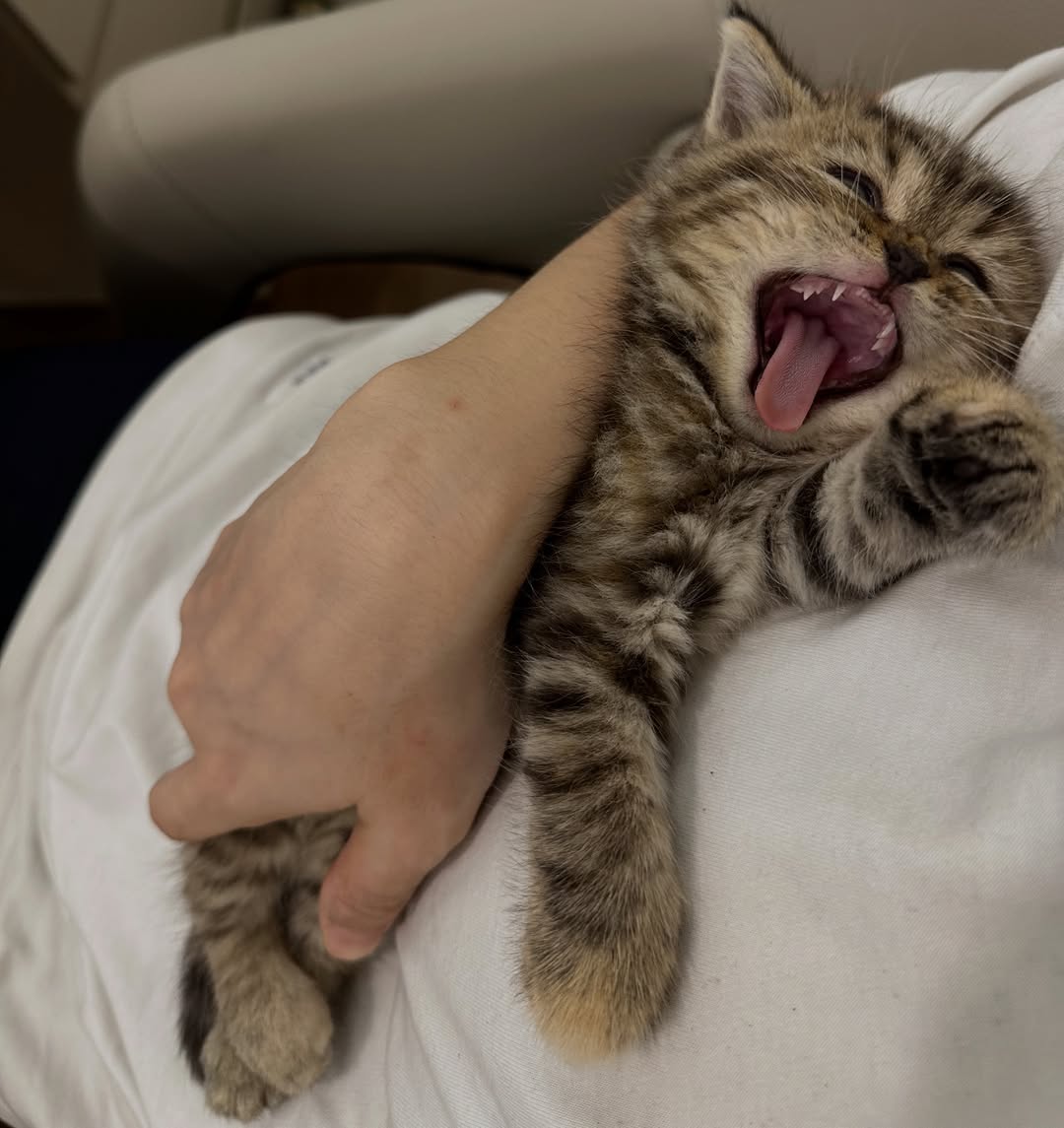 cutest cats tweet media