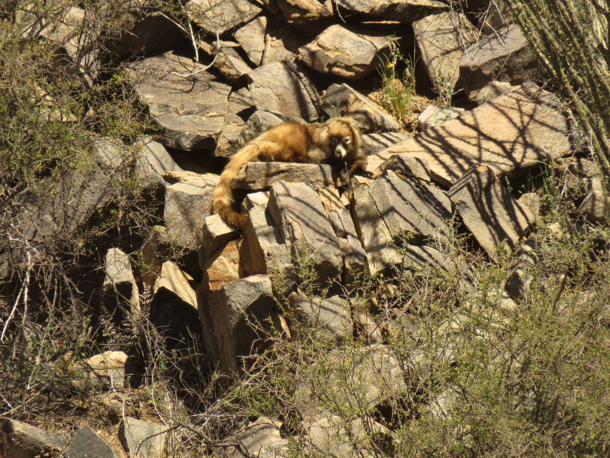 CrytzerFry's tweet image. Another great sighting in the Galiuro Mountains: five #coatimundi climbing the sheer mountain face above Copper Creek (sadly, right where the giant open pit is planned for copper #mining). #azwater