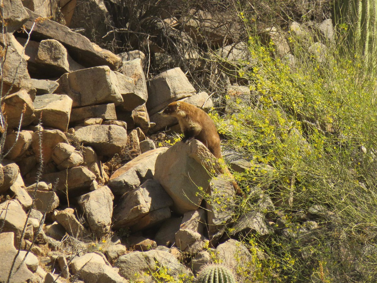 CrytzerFry's tweet image. Another great sighting in the Galiuro Mountains: five #coatimundi climbing the sheer mountain face above Copper Creek (sadly, right where the giant open pit is planned for copper #mining). #azwater
