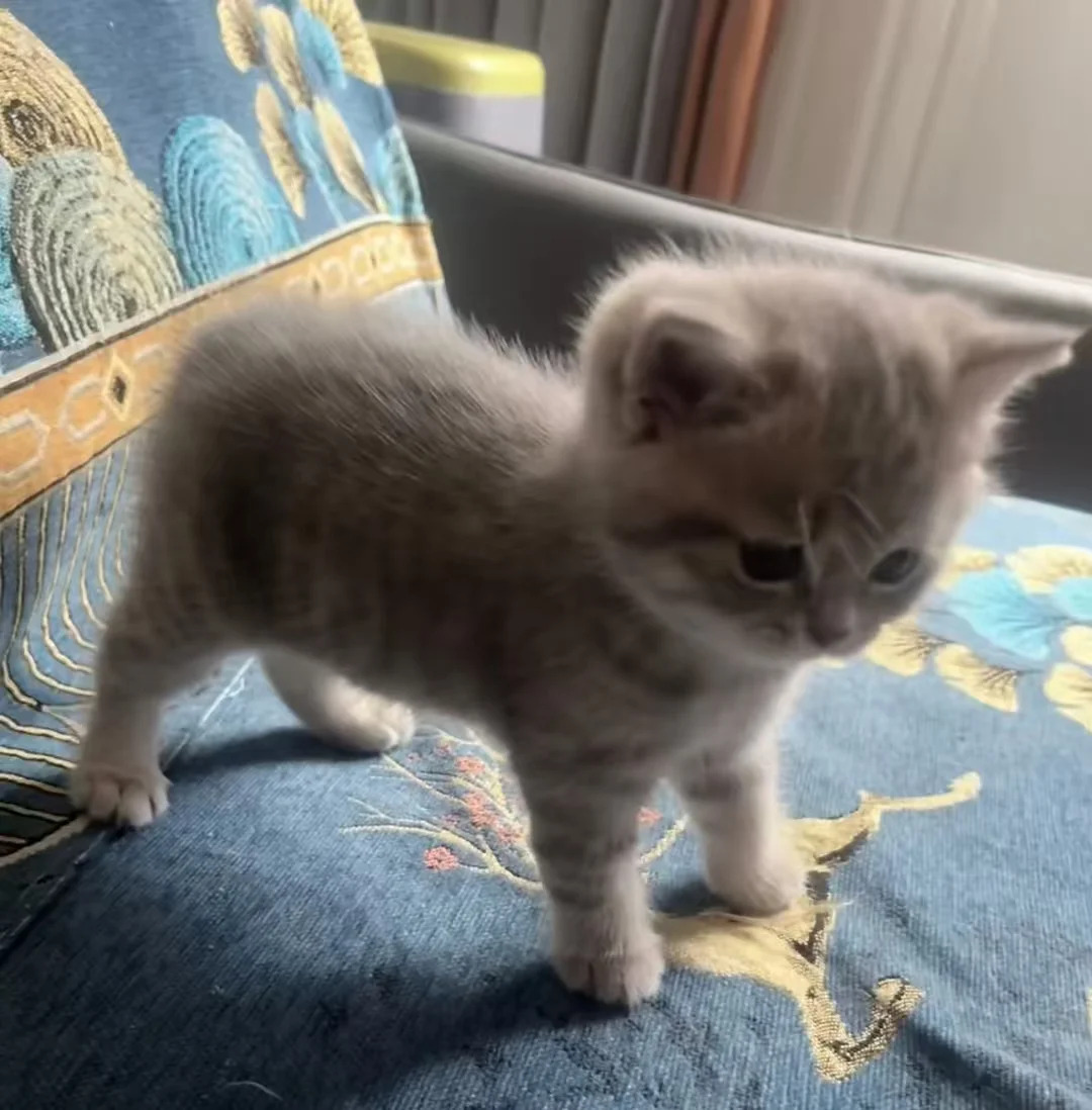 cutest cats tweet media