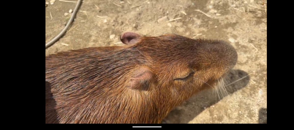 空音(たかね)🎀*カピバラマロン親衛隊🌰 tweet media