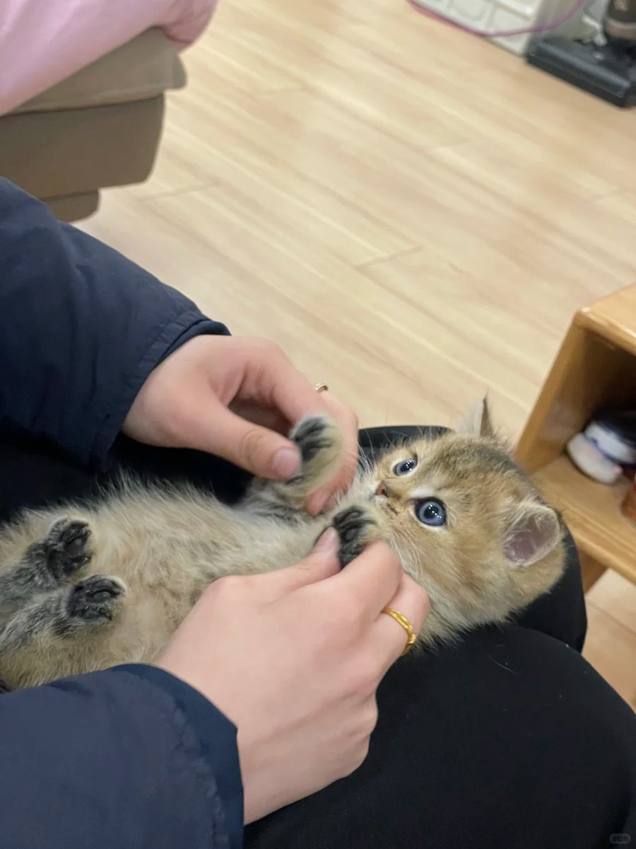 cutest cats tweet media