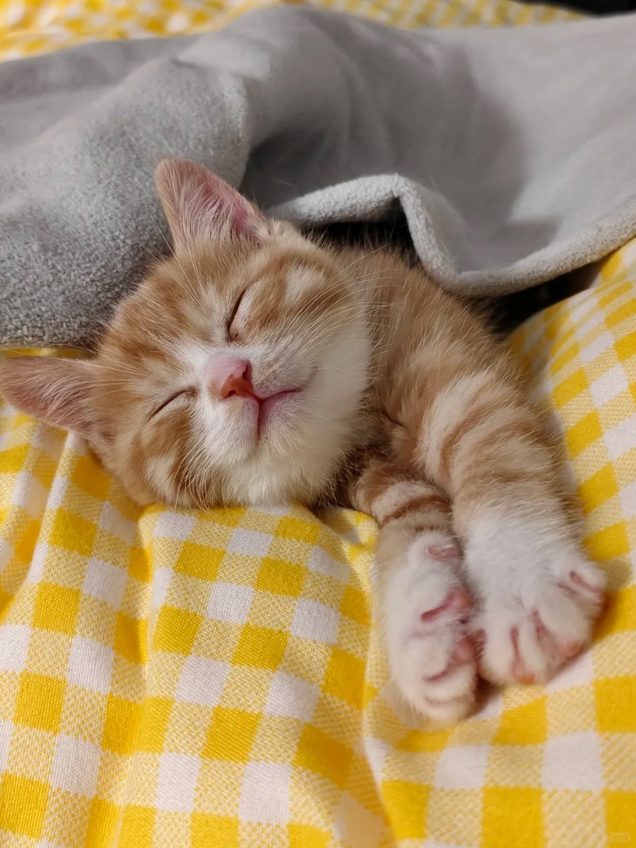 cutest cats (@cutestscats) on Twitter photo 