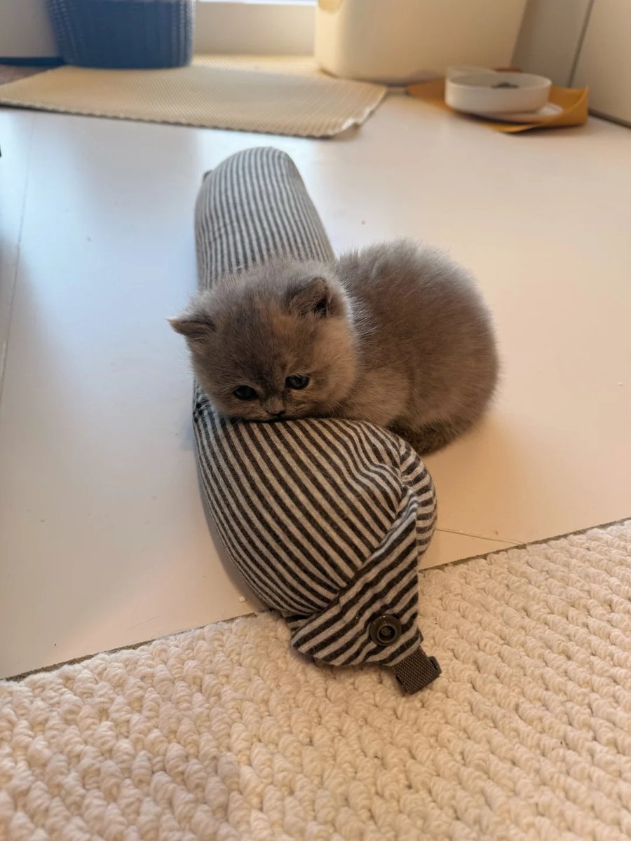 cutest cats tweet media