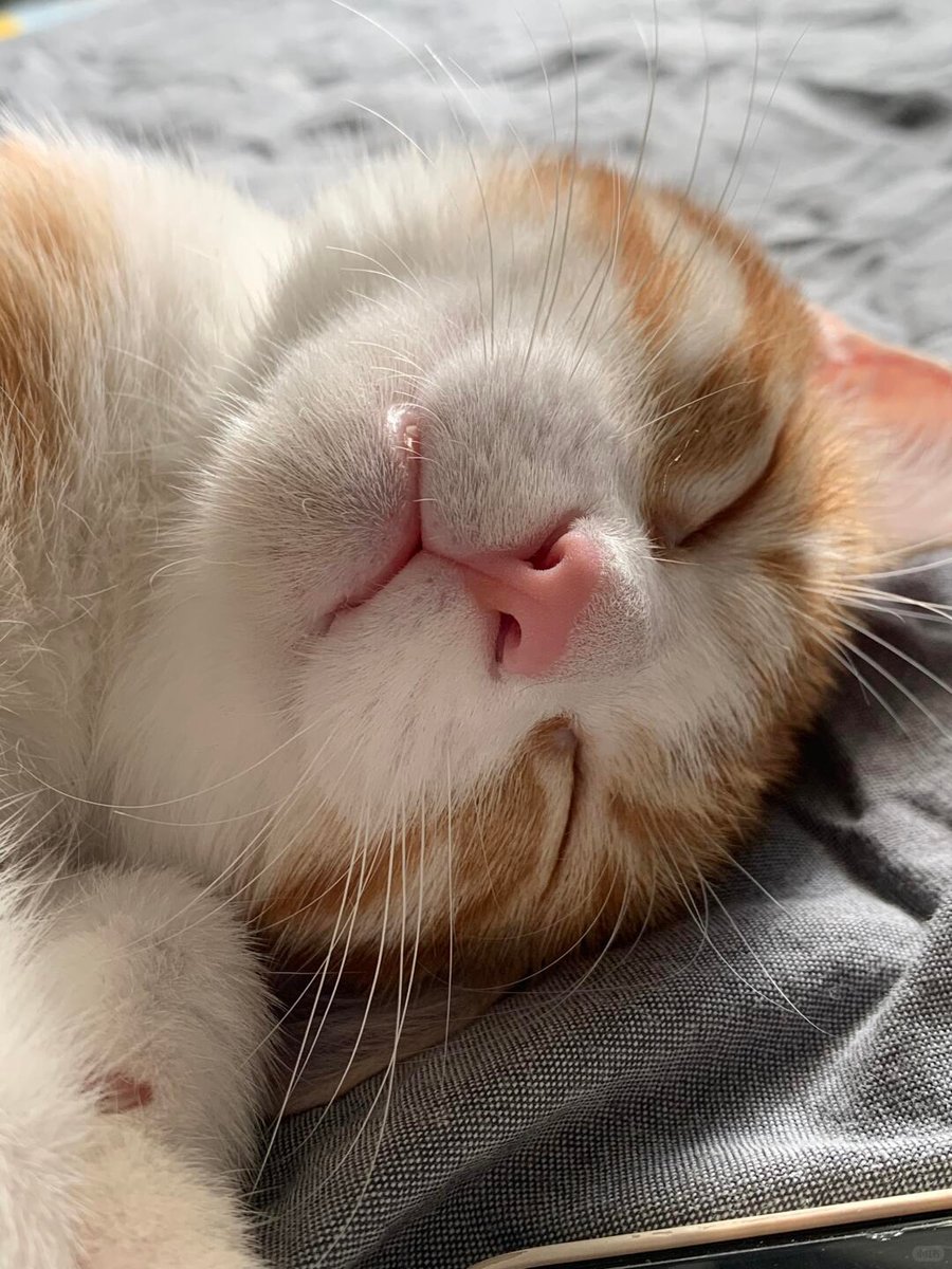 cutest cats tweet media