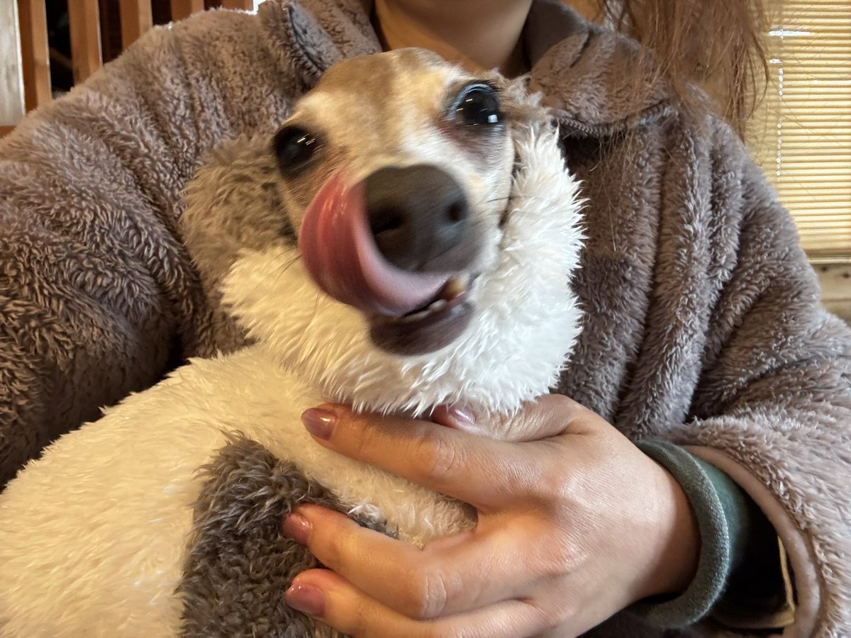 RUMKA （ルンカ）／光るリード／反射材／犬／公式／犬用品 tweet media