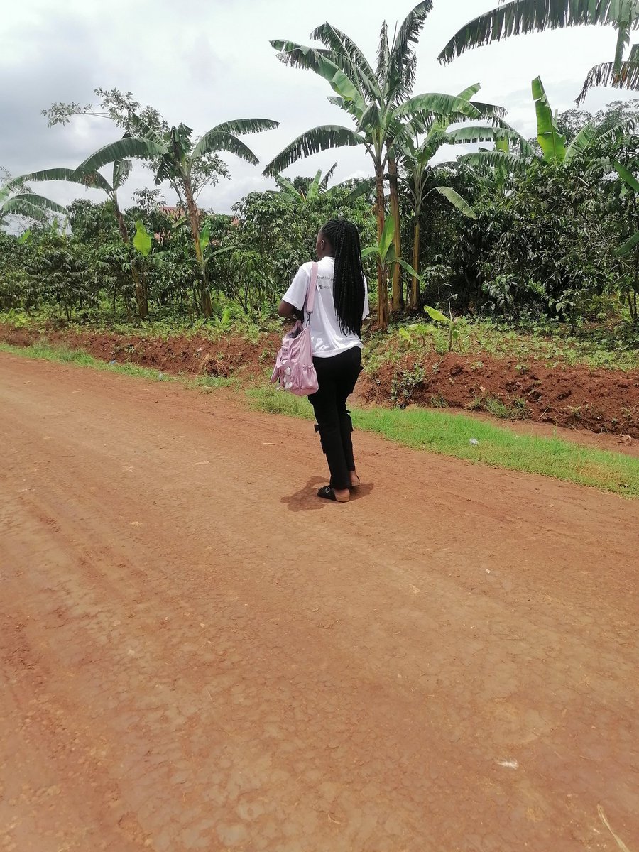 Primrose Trinitypeter tweet media