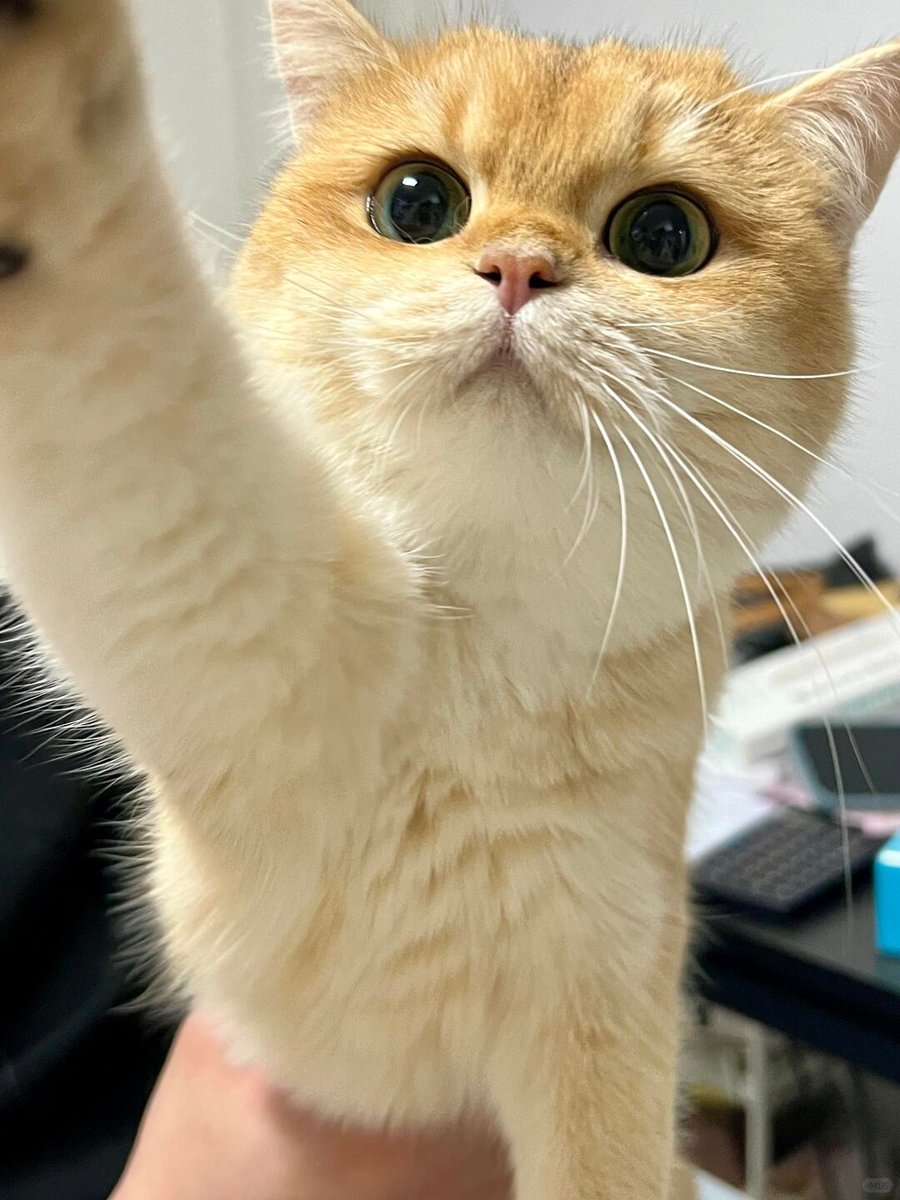 cutest cats tweet media