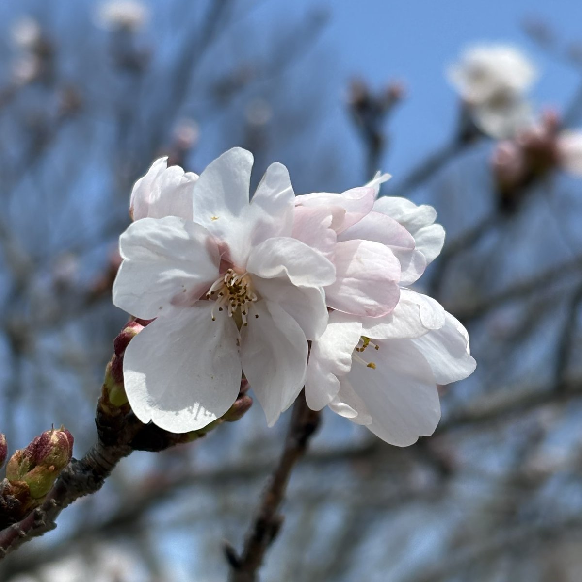 まめ吉 @女将 tweet media