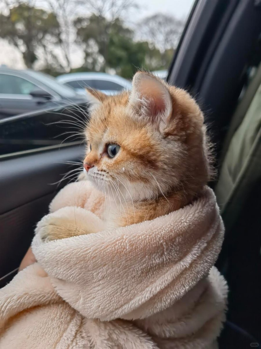 cutestscats's tweet photo. https://t.co/0NGDssSlm4