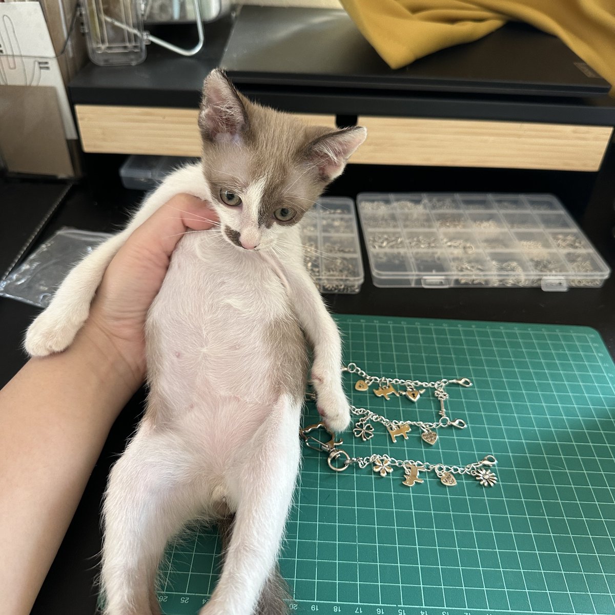 นิชาภาพ tweet media