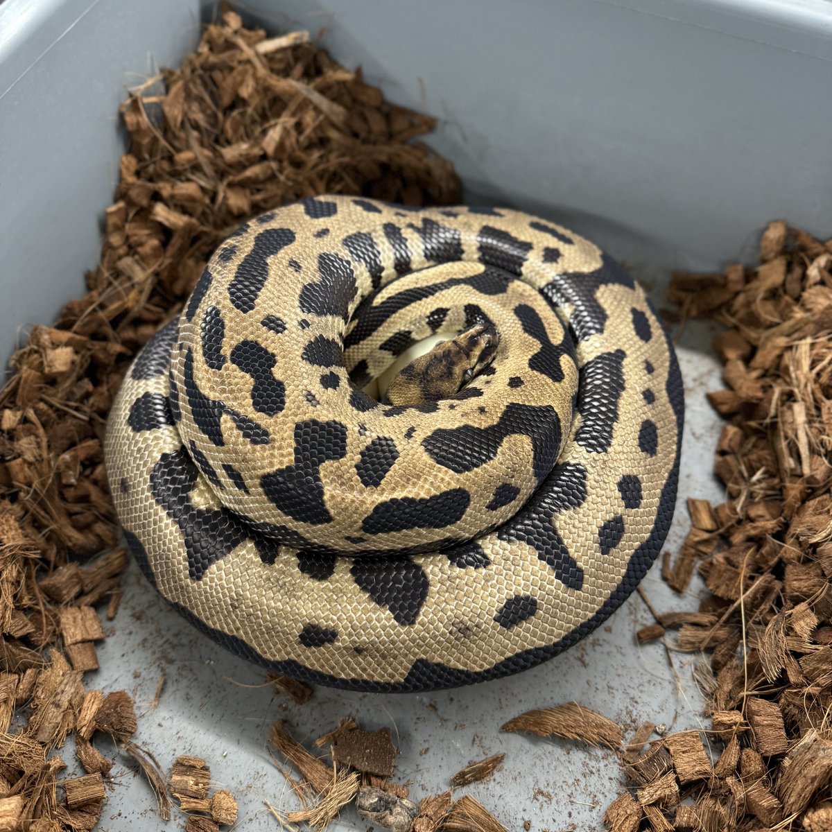 Fabulous_Park tweet media