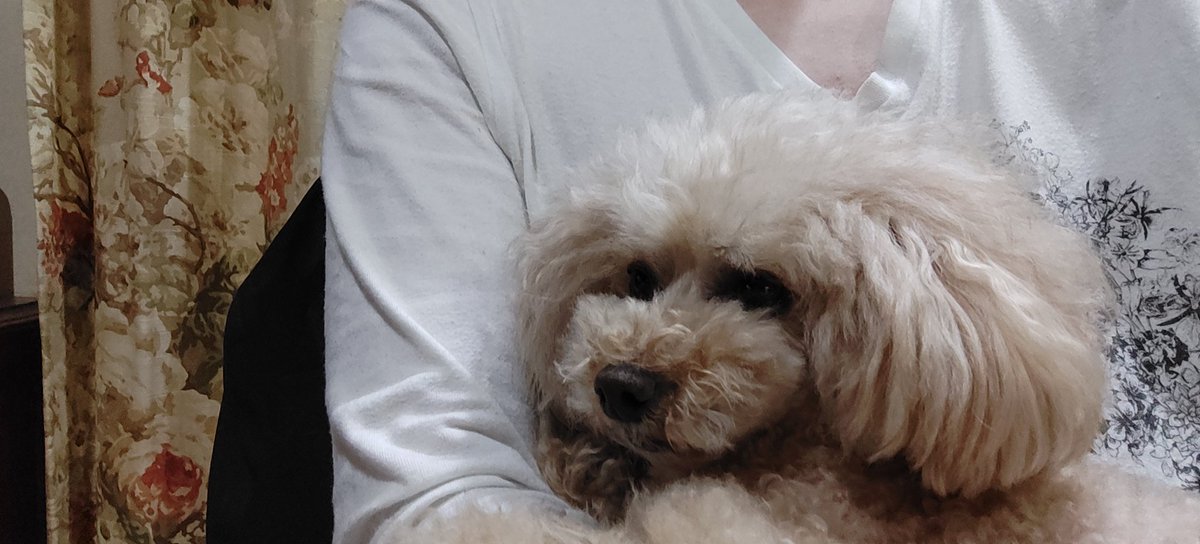 頭フルクリア tweet media