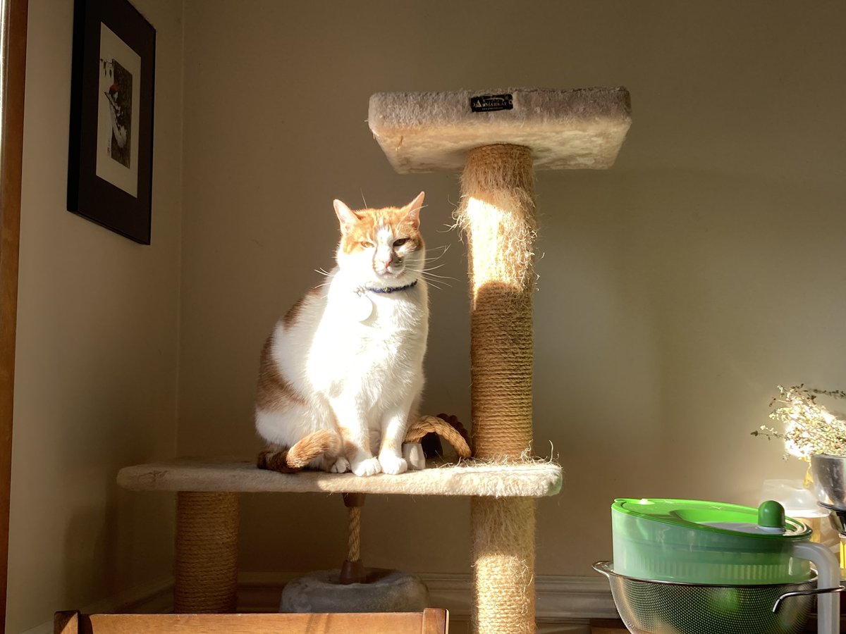 Benjy, 🐈 heir of 🌈AlphaCat & Sisfur tweet media