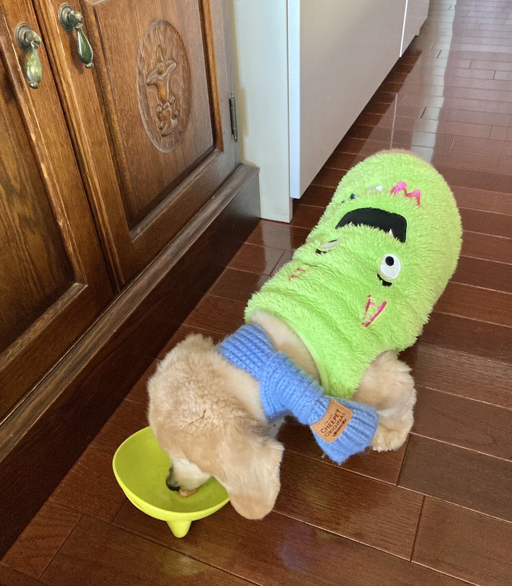 俺、参上🐶！ tweet media