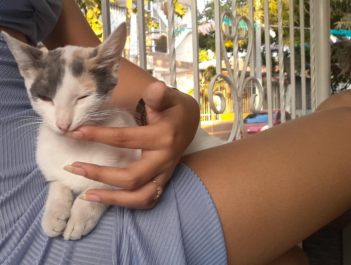 dulcinha tweet media