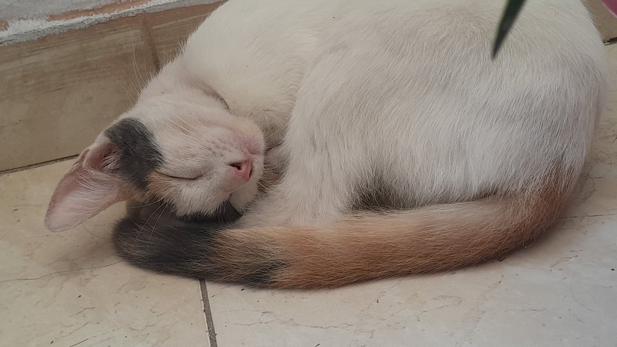 dulcinha tweet media