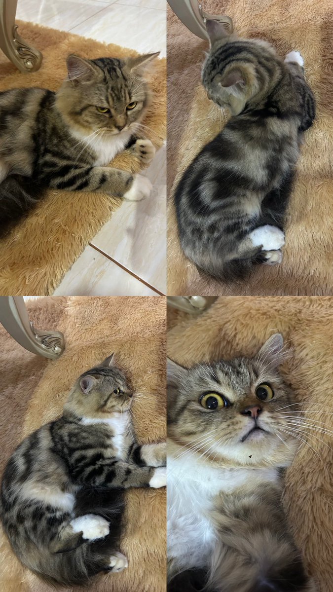 nupinupinupi tweet media