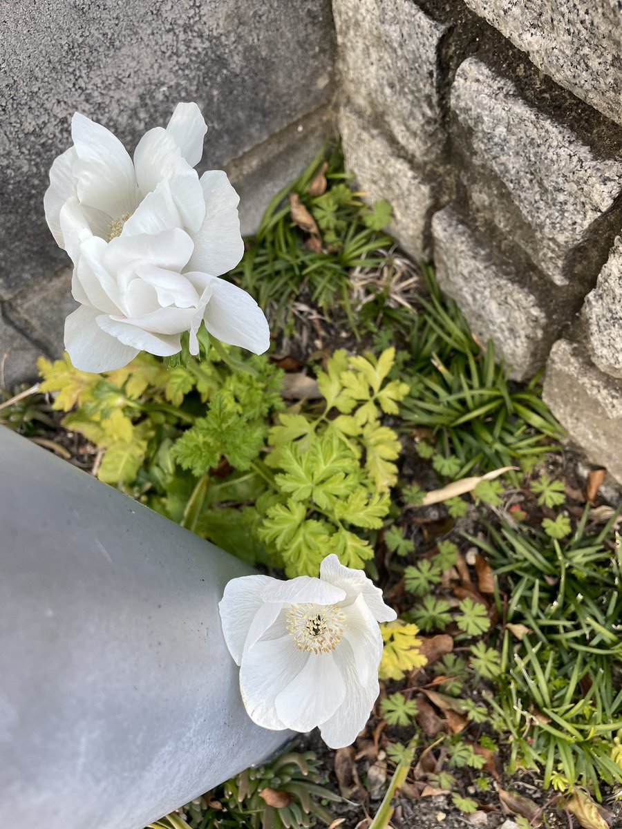 じゃりんこ tweet media