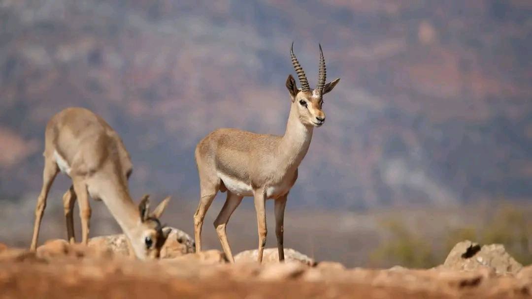 Hatay Söz Gazetesi tweet media