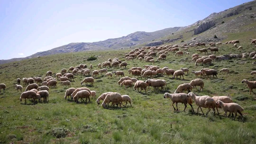 Hatay Söz Gazetesi tweet media