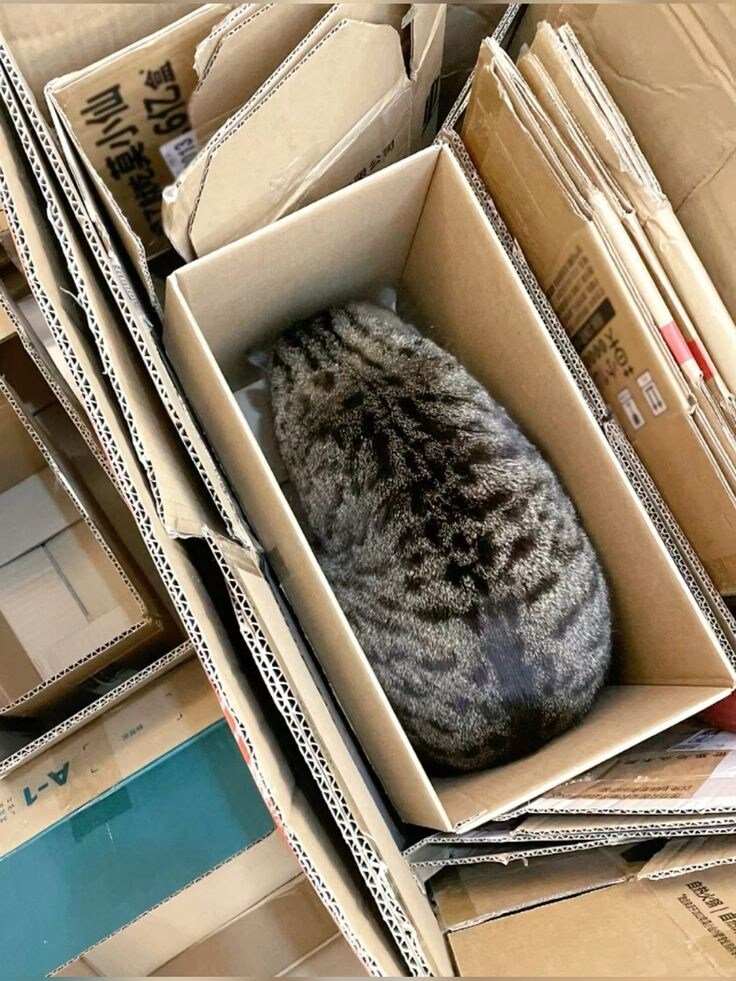 고양이는 왜 이럴까 tweet media