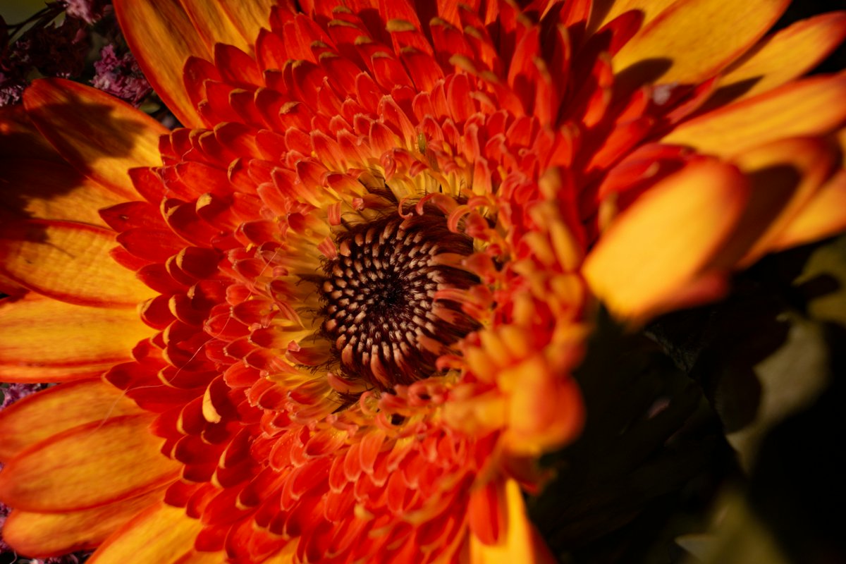 Isha1860708's tweet image. Flower testing image: Witnessing nature's beauty and resilience. Adding freshness to your day! #FlowerPower #NaturePhotography #BotanicalBeauty #SpringVibes #FloralInspo