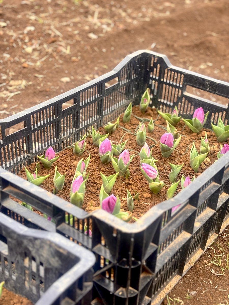 東京ドイツ村 tweet media