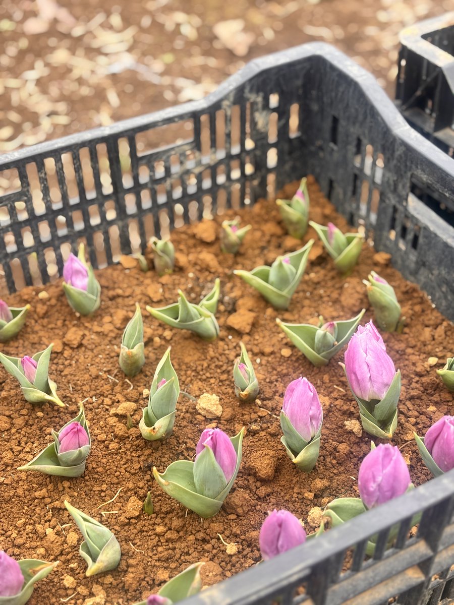 東京ドイツ村 tweet media