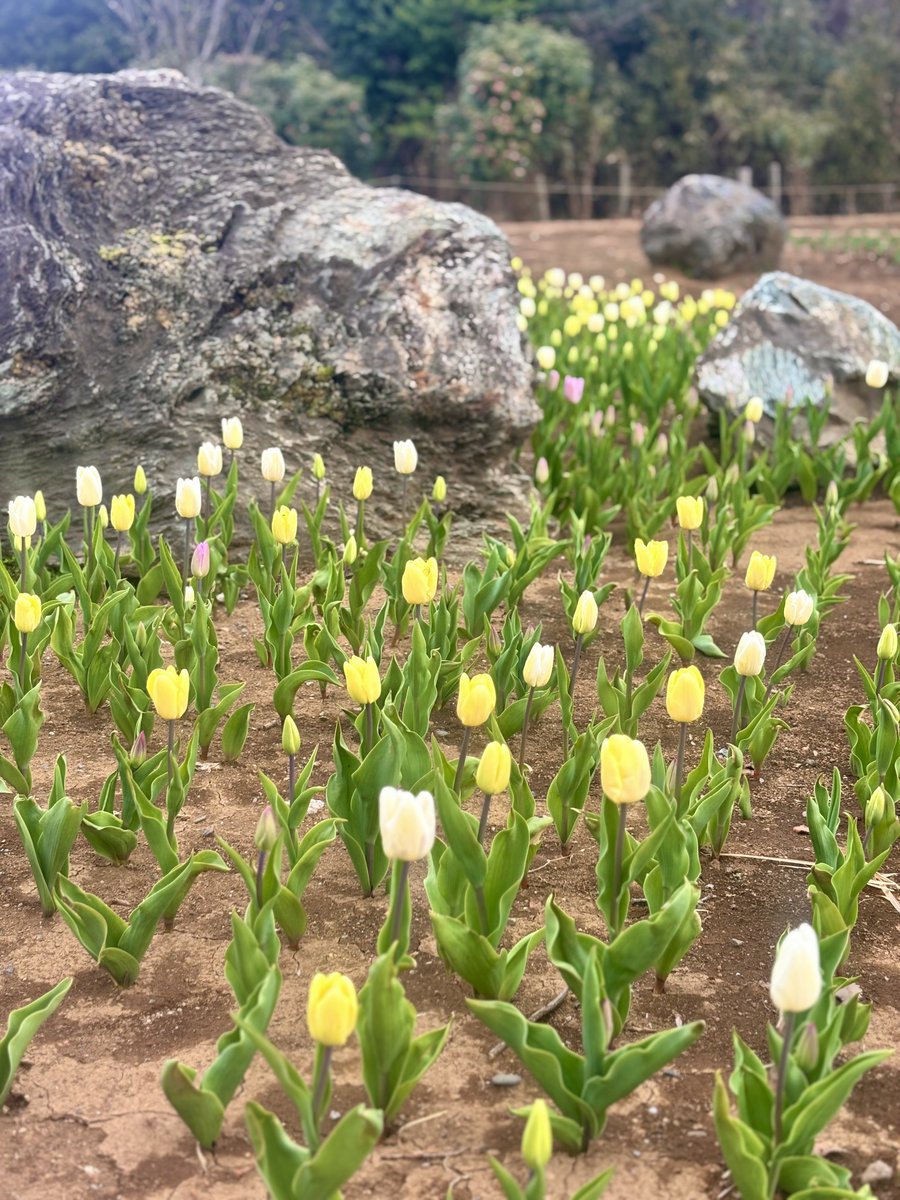 東京ドイツ村 tweet media