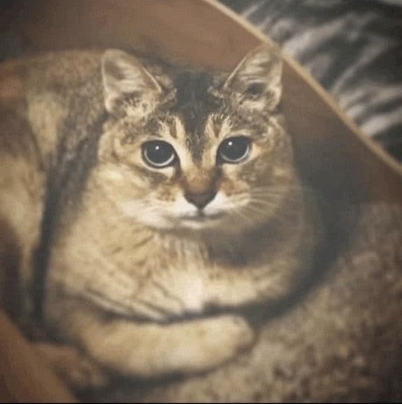 𝕯𝐈𝐀𝐌𝐎𝐍𝐃 𝐁͟𝐀͟𝐑͟𝐊͟𝐄͟𝐑͟ . tweet media