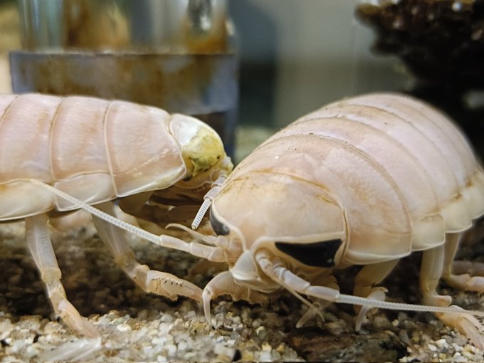 🌧️🐛 io tweet media