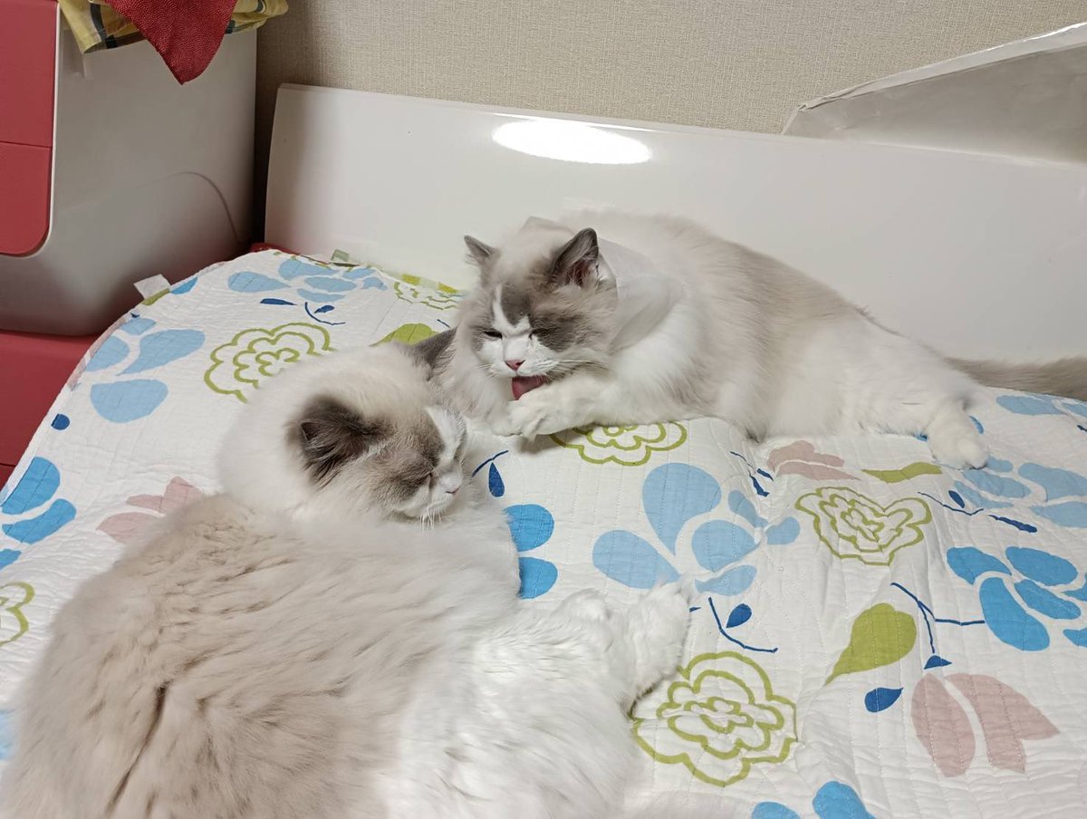 ぽちゃこと海琉と詩苑と源氏星🐱🐱🐱🐱 tweet media